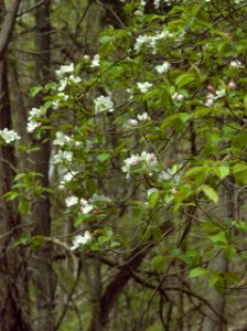 Malus coronaria, Seldom Seen, 2021-04-18, 01
