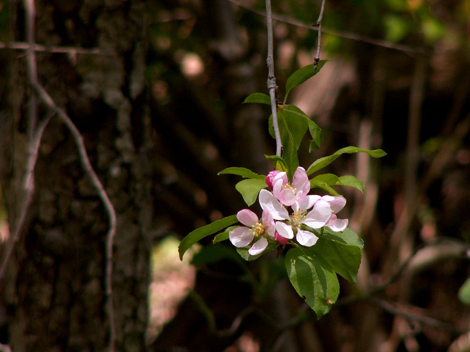 Malus coronaria, Seldom Seen, 2021-04-18, 02