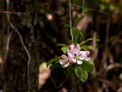Malus coronaria, Seldom Seen, 2021-04-18, 02