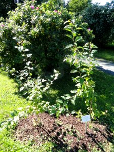 Malus mandshurica - Botanical Garden in Kaisaniemi, Helsinki - DSC03579