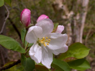 Malus coronaria, Seldom Seen, 2021-04-18, 04
