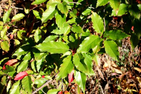 Malus doumeri - Quarryhill Botanical Garden - DSC03637