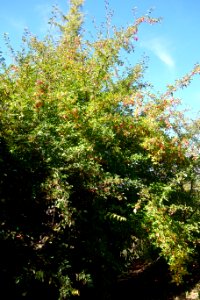 Malus sikkimensis - Quarryhill Botanical Garden - DSC03546