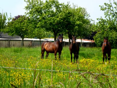 Malouy (Eure, Fr) chevaux dans un verger