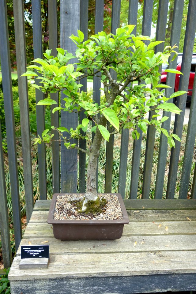 Malus bonsai - Dawes Arboretum - DSC03001