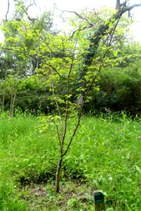 Malus toringoides - Trebah Garden - Cornwall, England - DSC01287
