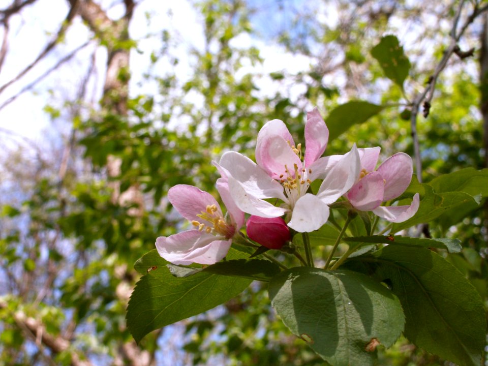 Malus coronaria, Seldom Seen, 2021-04-18, 03