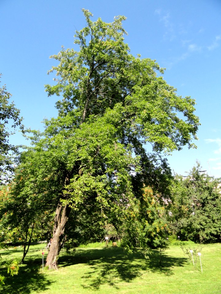 Malus sylvestris - Botanical Garden in Kaisaniemi, Helsinki - DSC03467