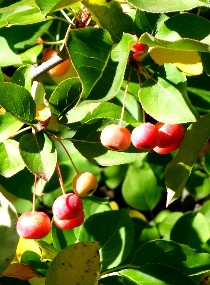 Malus sikkimensis - Quarryhill Botanical Garden - DSC03553