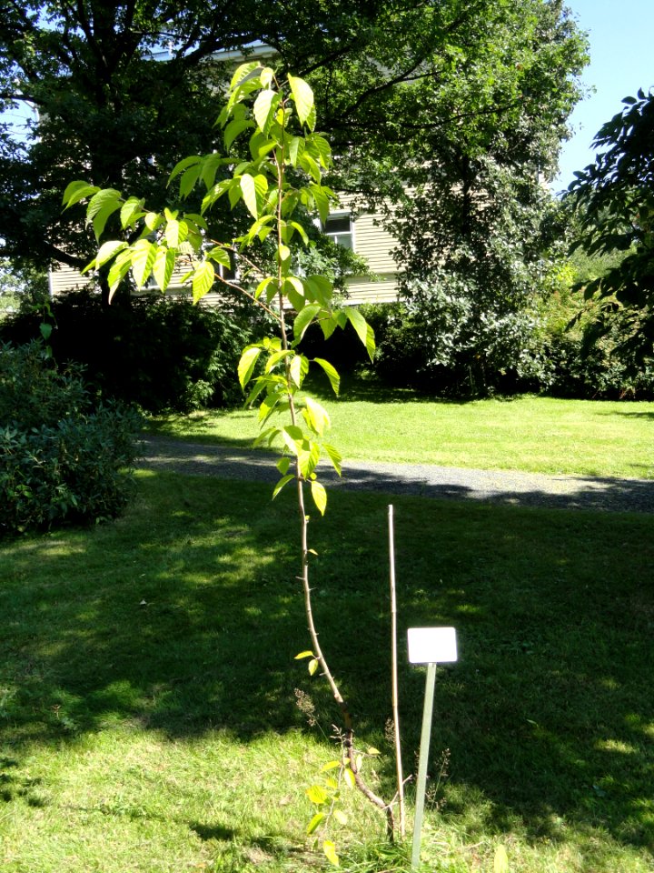Malus tschonoskii - Botanical Garden in Kaisaniemi, Helsinki - DSC03459