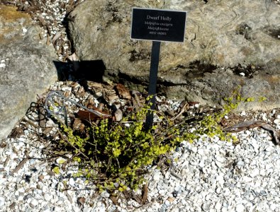 Malpighia coccigera - Naples Botanical Garden - Naples, Florida - DSC00062