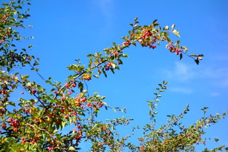 Malus sikkimensis - Quarryhill Botanical Garden - DSC03549