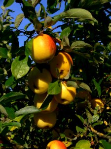 Malus domestica Bittenfelder IP1110001