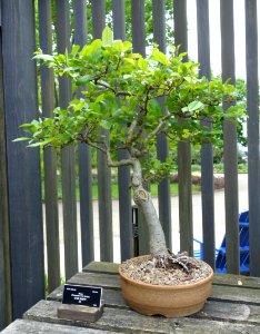 Malus bonsai - Dawes Arboretum - DSC03004