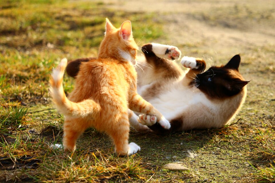 Breed cat cat baby kitten