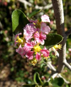 Malpighia glabra 'Manoa Sweet'