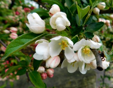 Malus tina