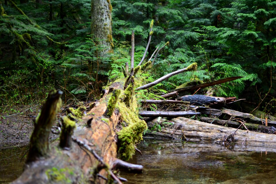 Forest river outdoor