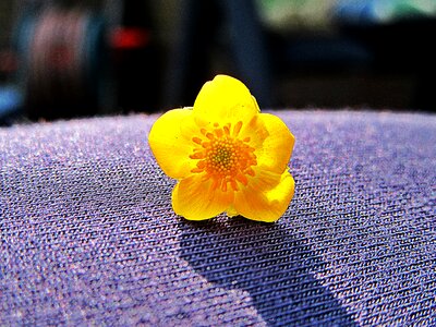 Petals nature bloom