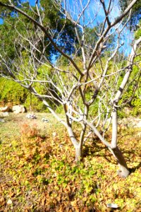 Mallotus japonicus - Quarryhill Botanical Garden - DSC03627