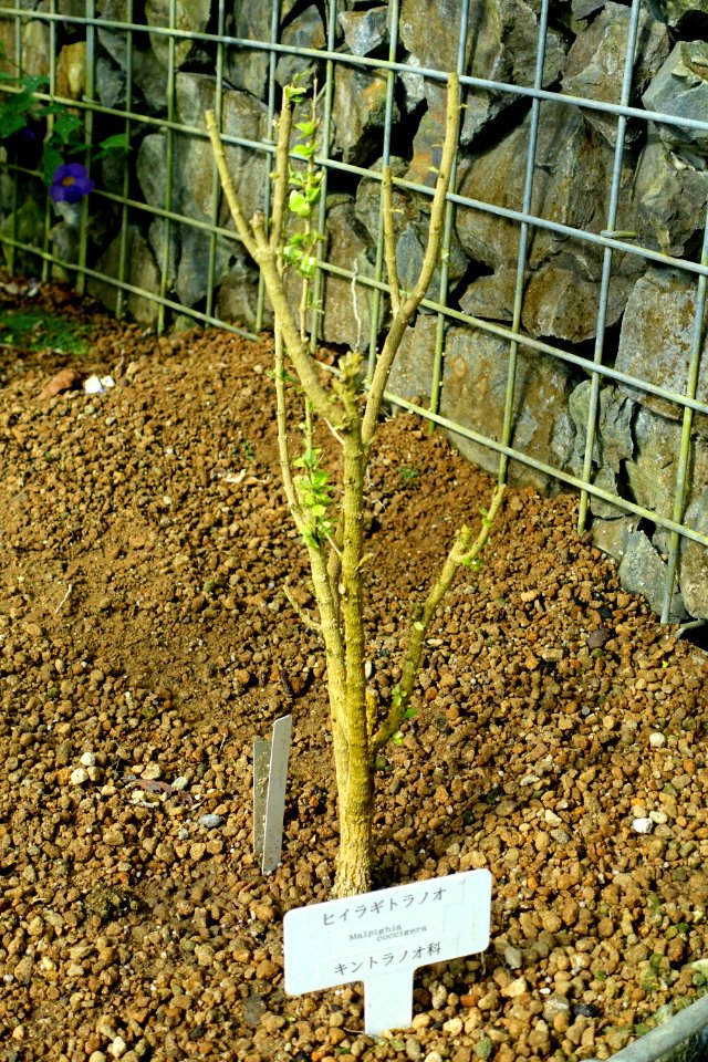 Malpighia coccigera - Shinjuku Gyo-en Greenhouse - Tokyo, Japan - DSC05756