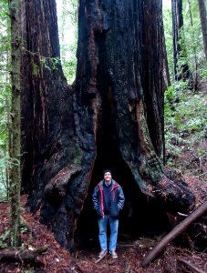 Man in front of Redwood tree at Portola Redwoods State Park photo