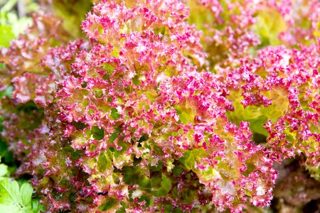 Lettuce plant nature