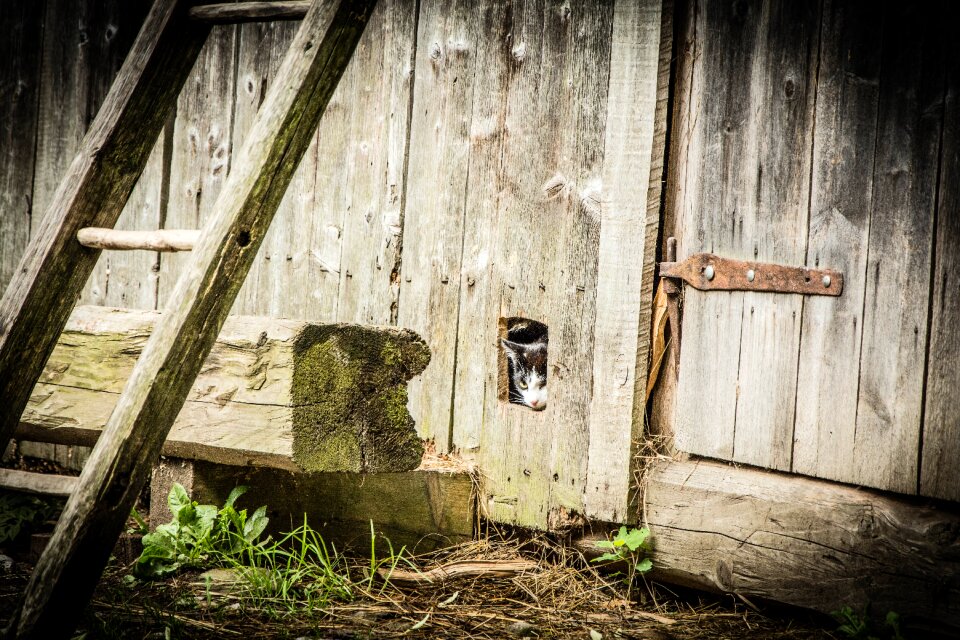 Hidden cat wooden barn ladder
