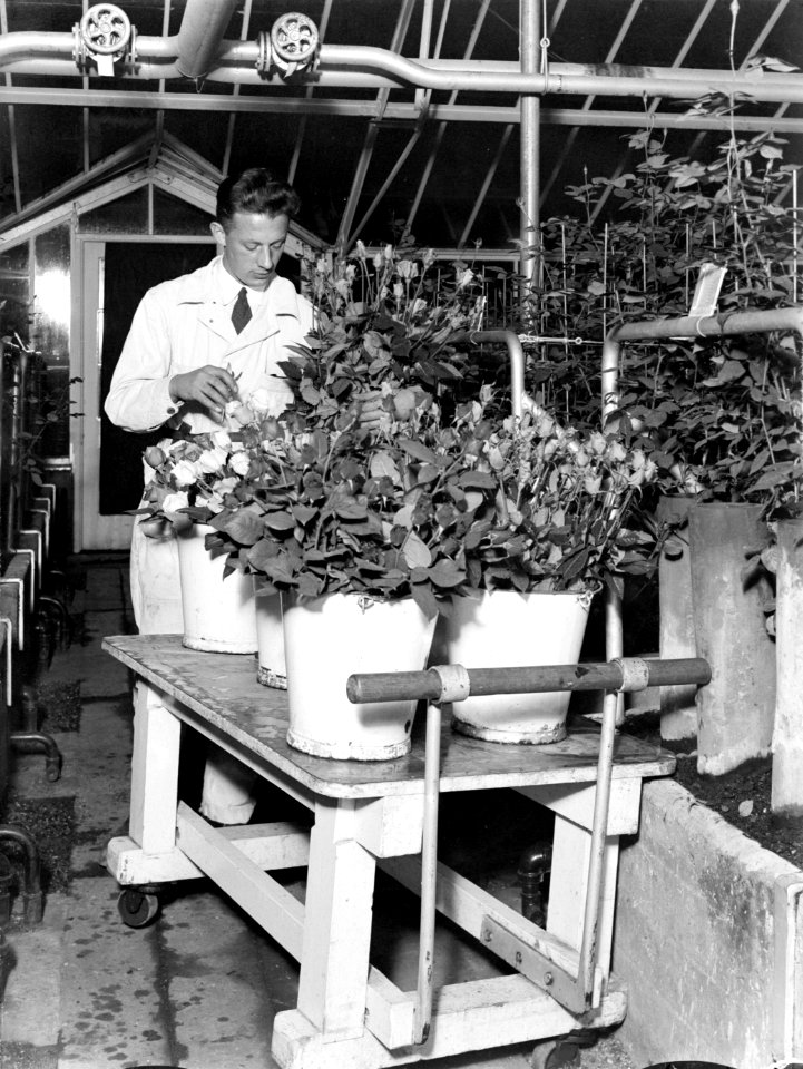 Man in een broeikas bij een kar waarop emmers gevuld met rozen staan, Bestanddeelnr 189-1056