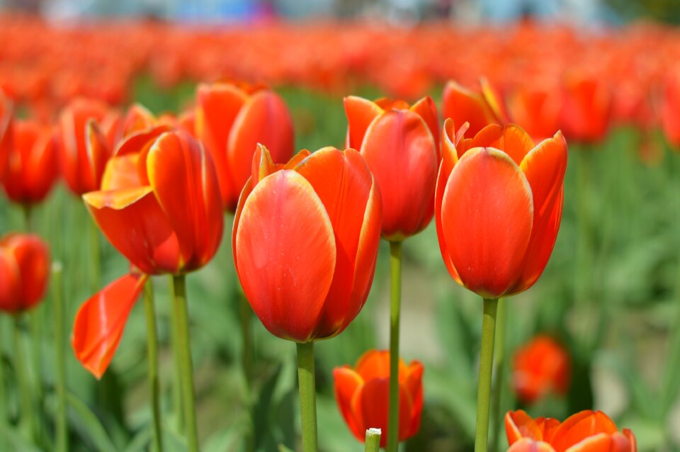 Flower nature bloom