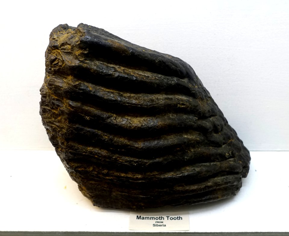 Mammoth tooth from Siberia - Robbins Museum - Middleborough, Massachusetts - DSC03765