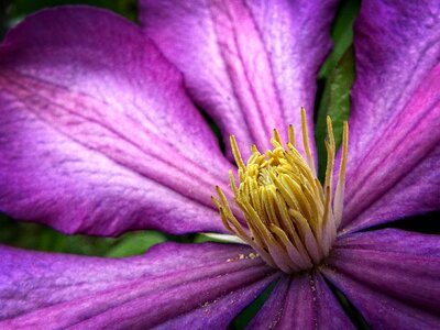Lila purple flower garden photo