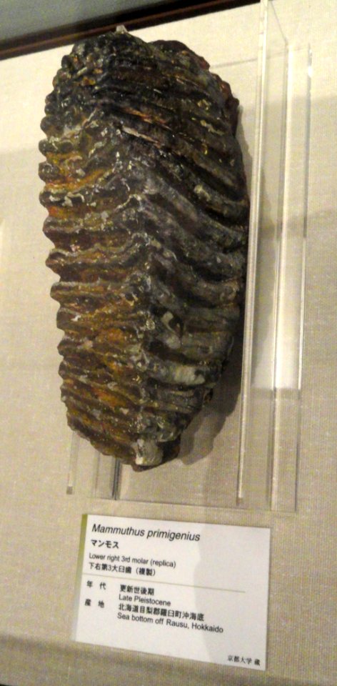 Mammuthus primigenius - Kyoto University Museum - DSC06420
