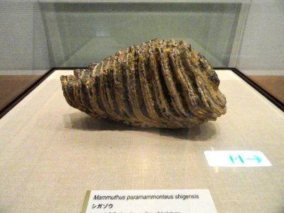 Mammuthus paramammonteus shigensis - Kyoto University Museum - DSC06419