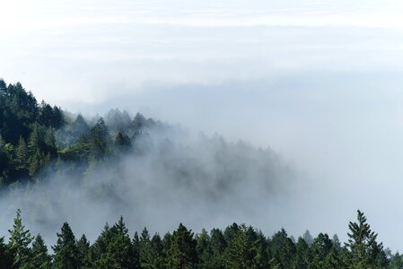 Mist rainforest trees photo