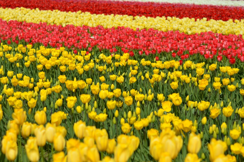 Spring nature colorful