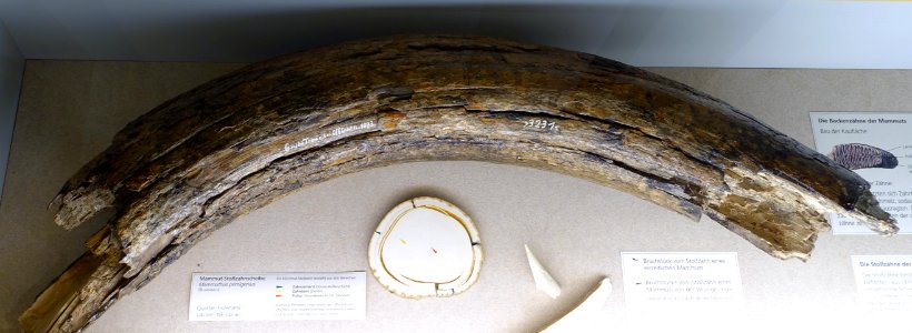 Mammuthus primigenius, tusk - Naturhistorisches Museum, Braunschweig, Germany - DSC05228