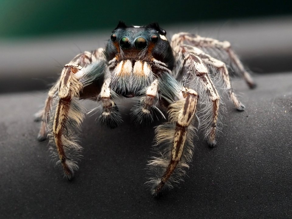 Male Phidippus putnami 12 cropped