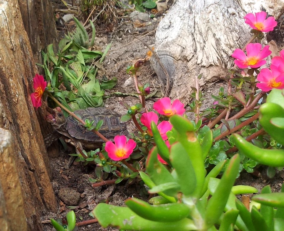 Male Homopus areolatus eating purslane 1