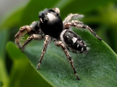 Male Phidippus putnami 08