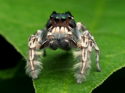 Male Phidippus putnami 01