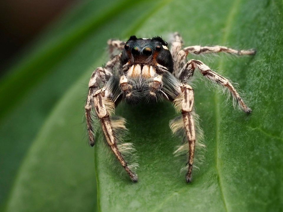 Male Phidippus putnami 03
