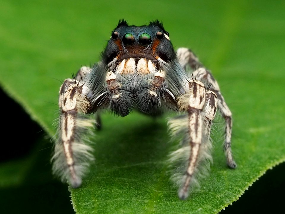 Male Phidippus putnami 01 cropped