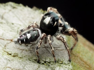 Male Phidippus putnami 14