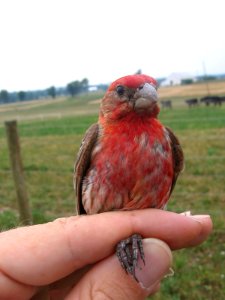 Male House Finch photo