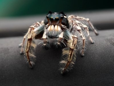 Male Phidippus putnami 12