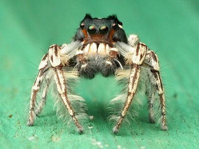 Male Phidippus putnami 10