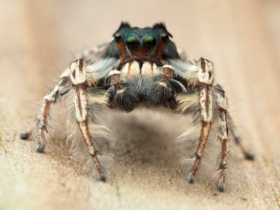 Male Phidippus putnami 13