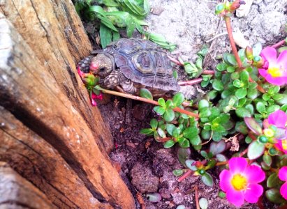 Male Homopus areolatus eating purslane 4