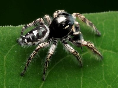 Male Phidippus putnami 05
